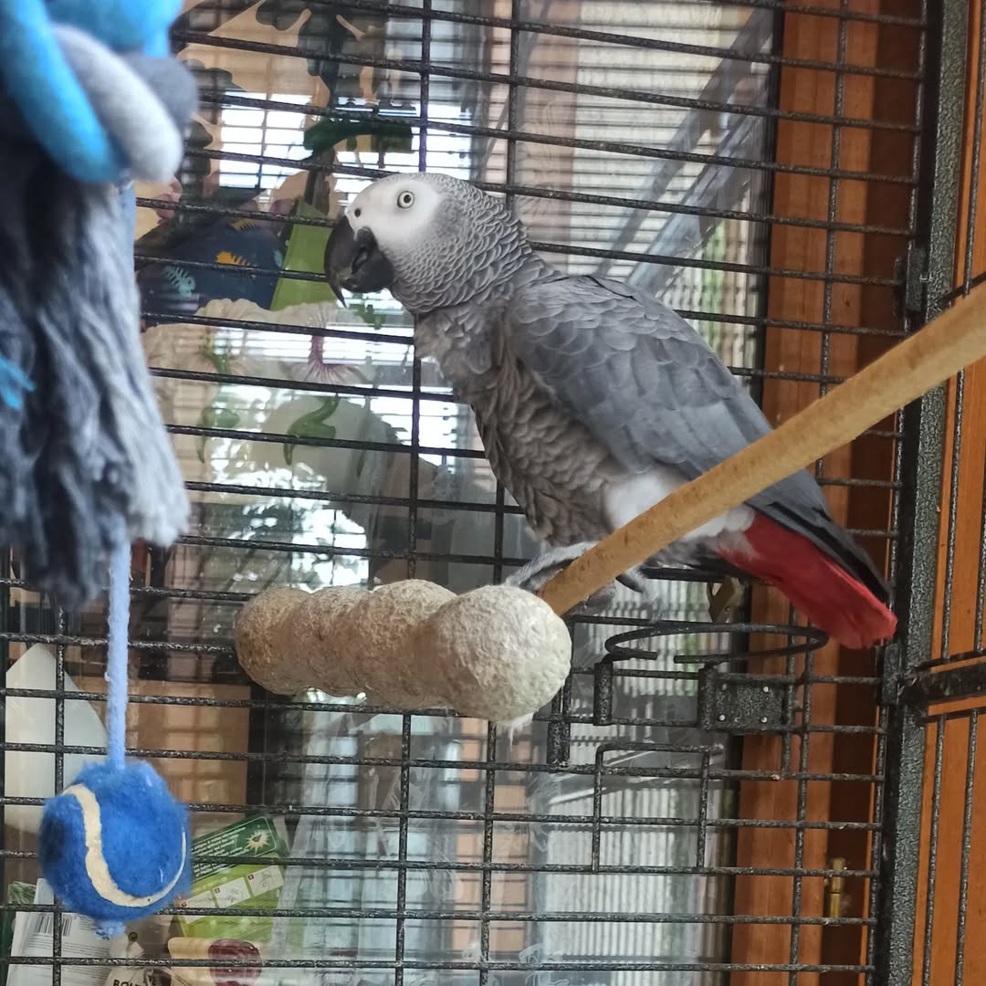 Adorable Perroquet Gris du Gabon Femelle