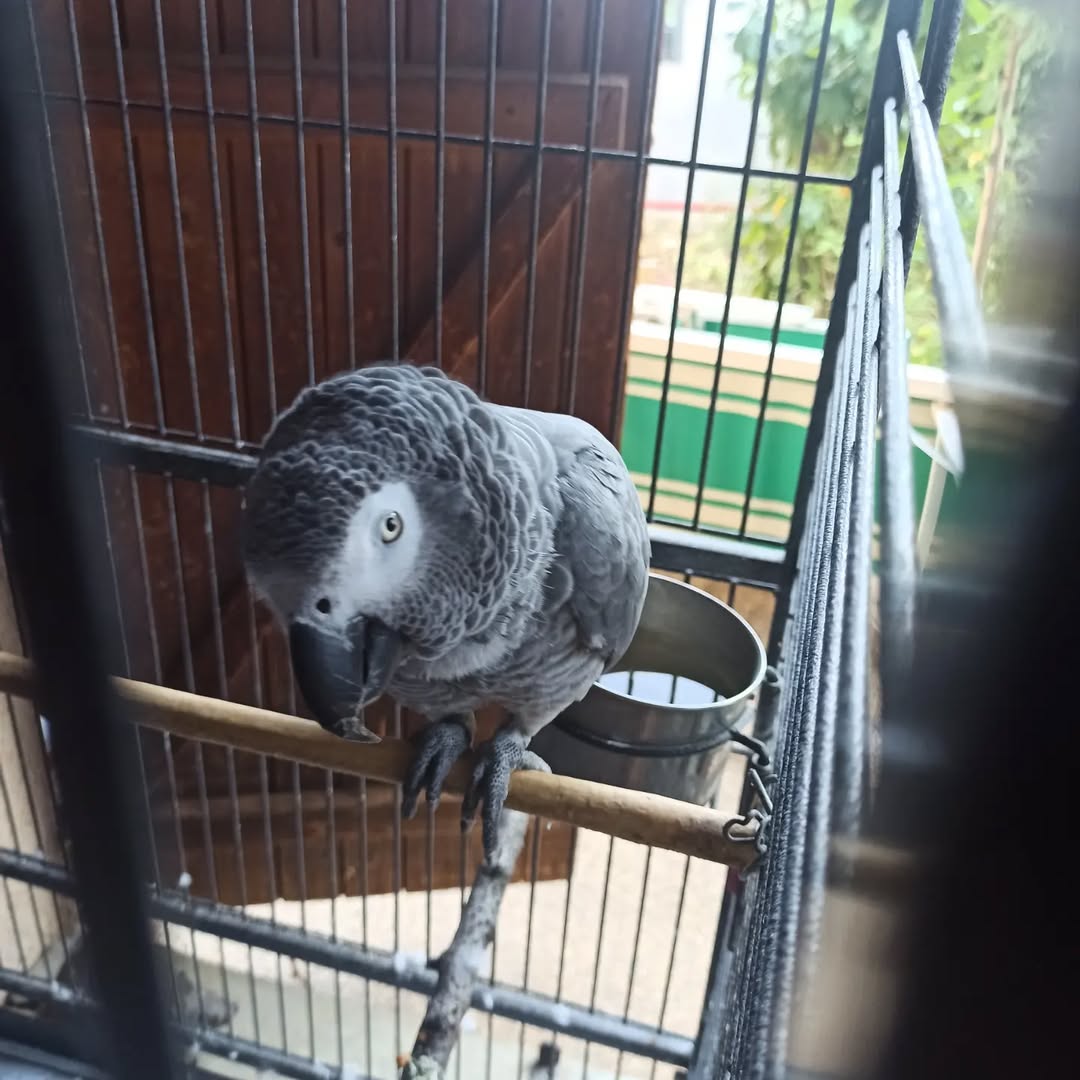 Adorable Perroquet Gris du Gabon Femelle