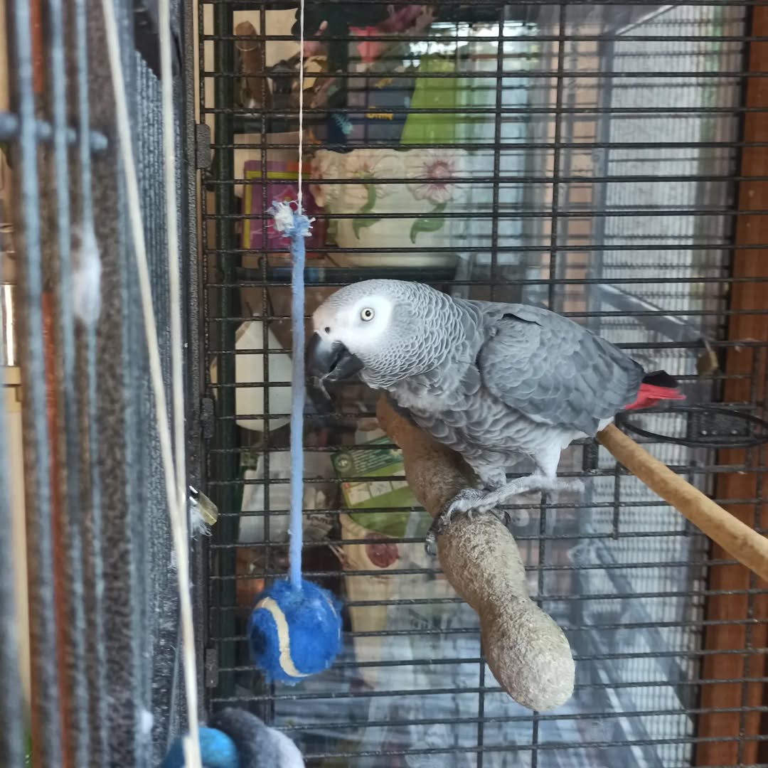 Adorable Perroquet Gris du Gabon Femelle