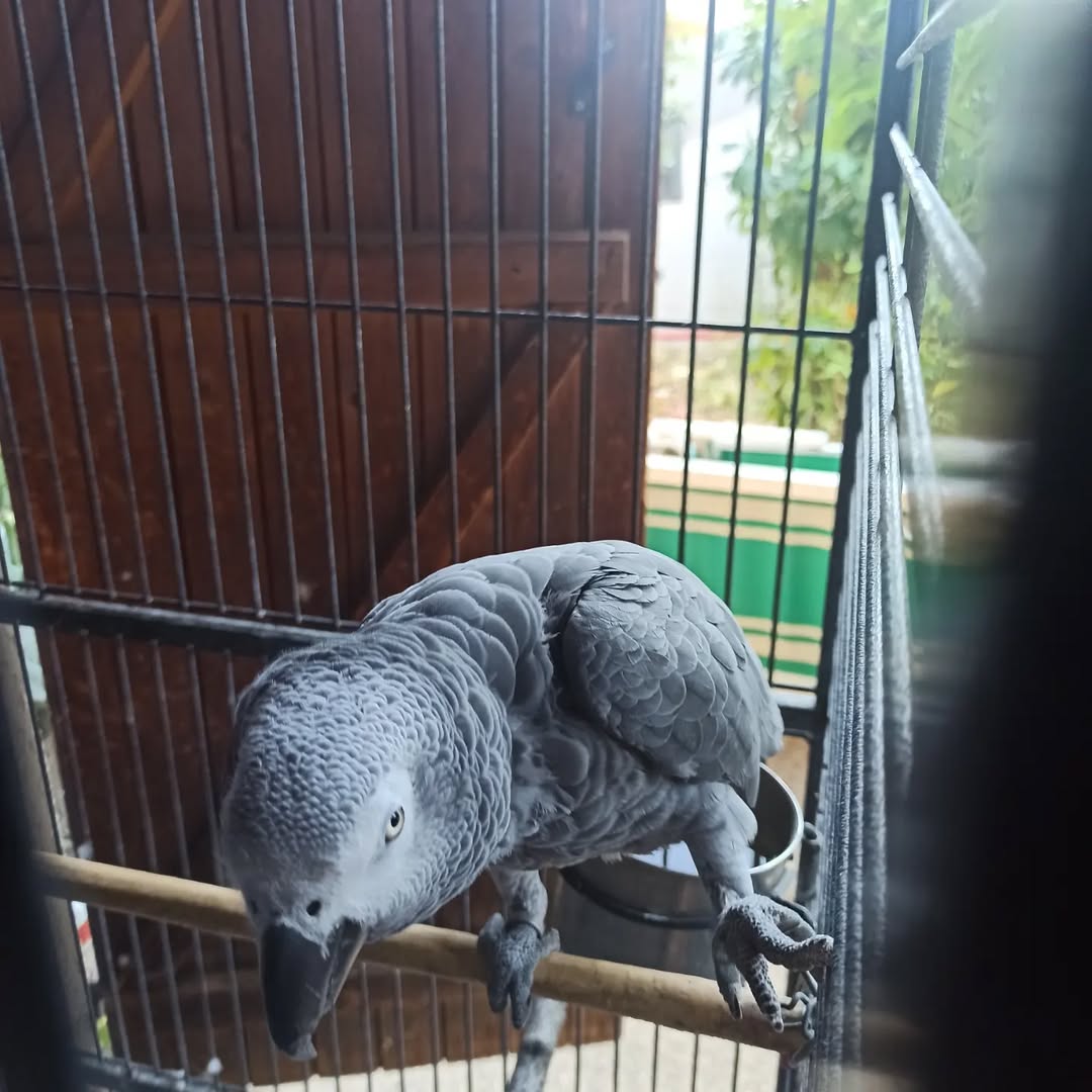 Adorable Perroquet Gris du Gabon Femelle