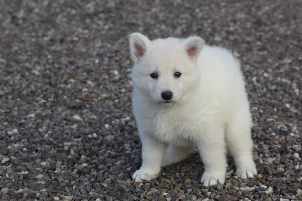 Chiot Berger Blanc Suisse à donner