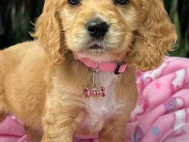 cocker-spanish-brown-test
