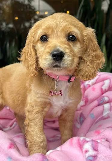 Chiots Cocker Spaniel à vendre