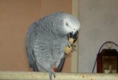 Couple de Perroquet gris du Gabon